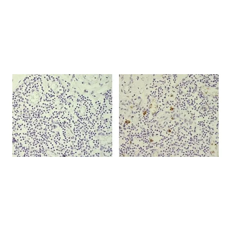 Thermo Fisher Scientific Mouse anti-Rat IgG2b Secondary Antibody, Biotin, eBioscience