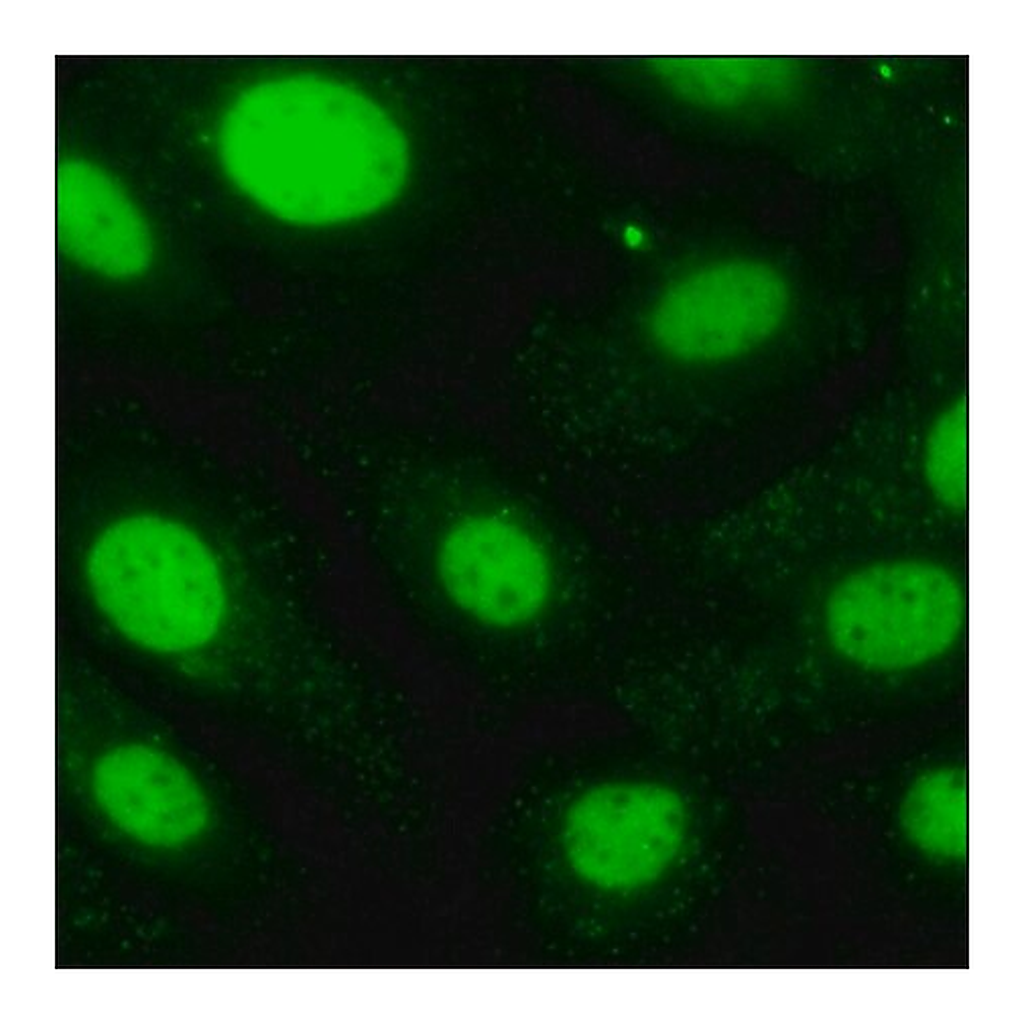 Merck SKOV3 Cells GFP-STAT3
