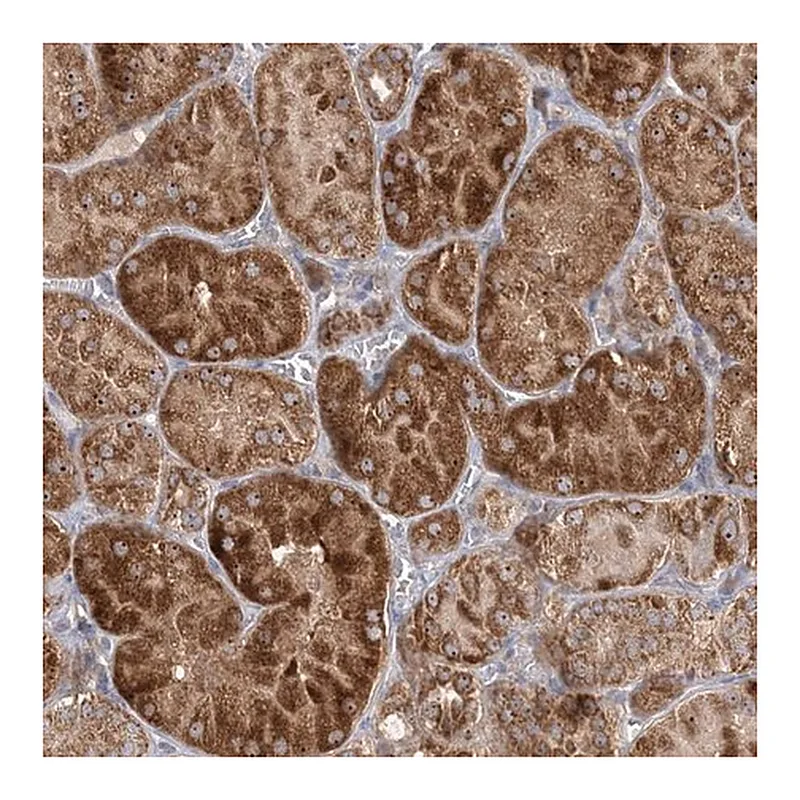 Merck Anti-FEZ2 antibody produced in rabbit