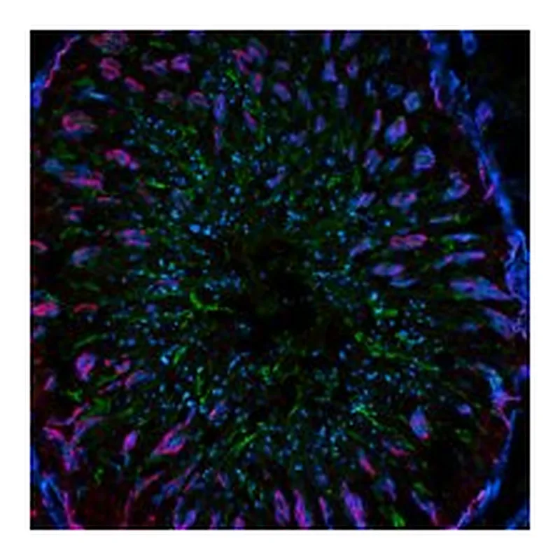 Merck ANTI-MOUSE IGG1 (GAMMA1), CF488A