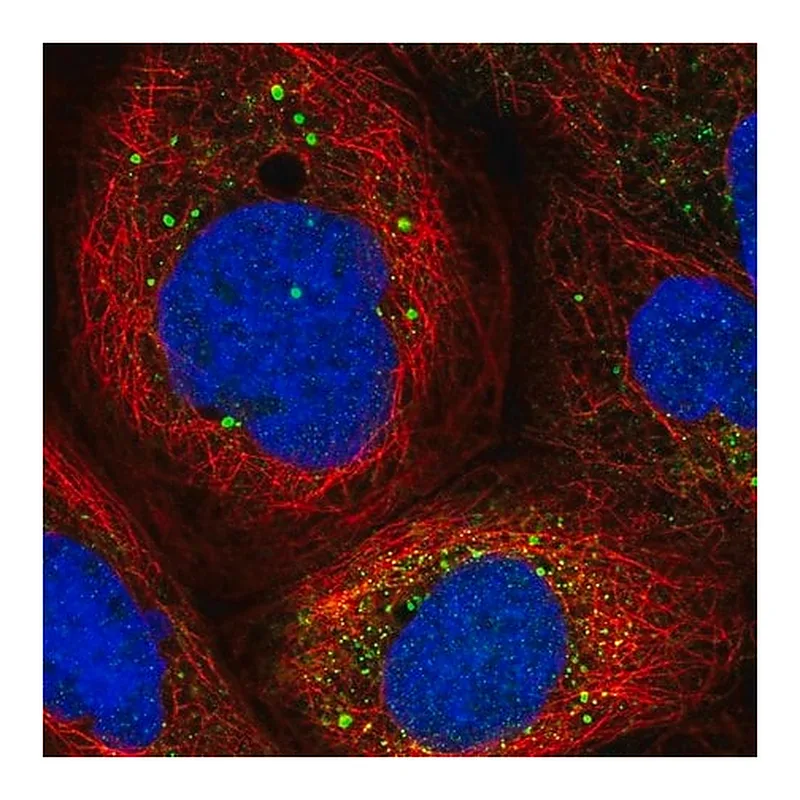 Merck Anti-GAD1 antibody produced in rabbit