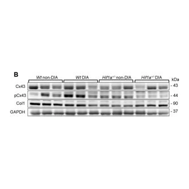Merck RABBIT ANTI-CONNEXIN 43, AFFINITY &