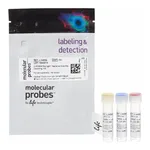 Thermo Fisher Scientific LIVE/DEAD BacLight Bacterial Viability and Counting Kit, for flow cytometry