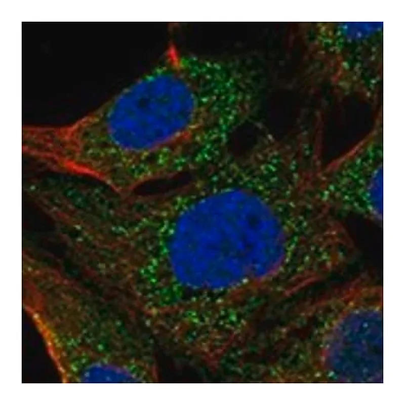 Merck Anti-TEX38 antibody produced in rabbit