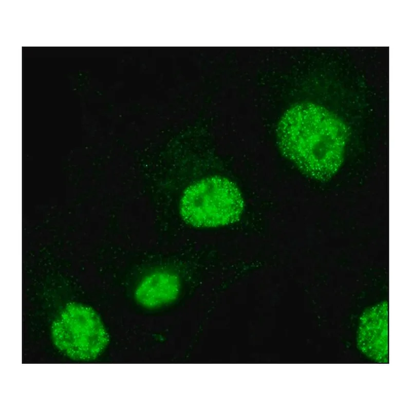 Merck Anti-FAM48A /P38IP antibody produced in rabbit