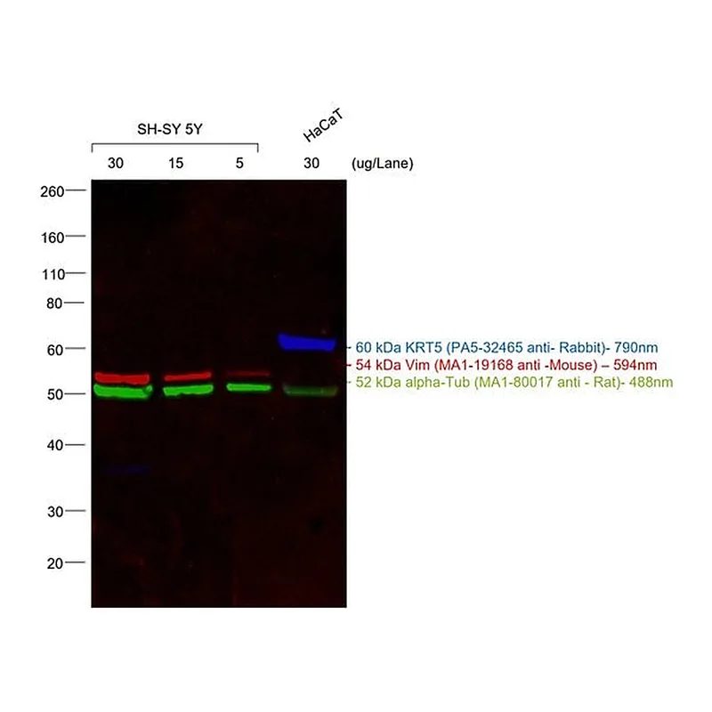 Thermo Fisher Scientific Goat anti-Mouse IgM (Heavy chain) Cross-Adsorbed Secondary Antibody, Alexa Fluor 594