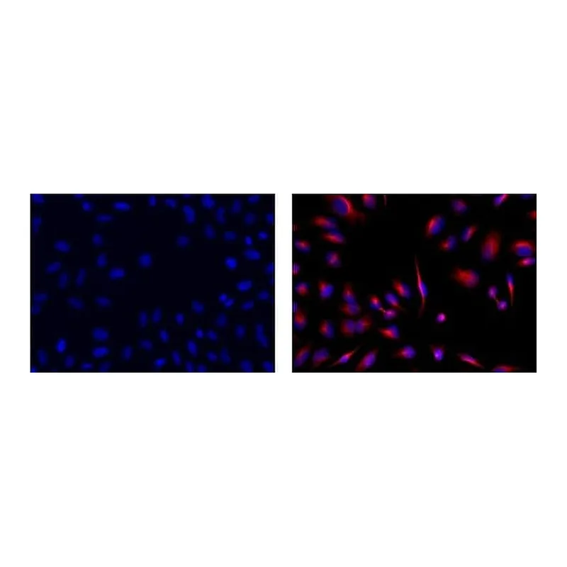 Thermo Fisher Scientific Rat anti-Mouse IgG1 Secondary Antibody, eFluor 570, eBioscience