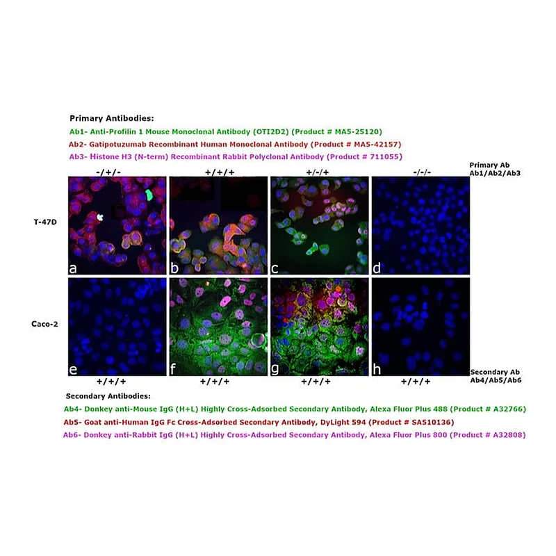 Thermo Fisher Scientific Goat anti-Human IgG Fc Cross-Adsorbed Secondary Antibody, DyLight 594