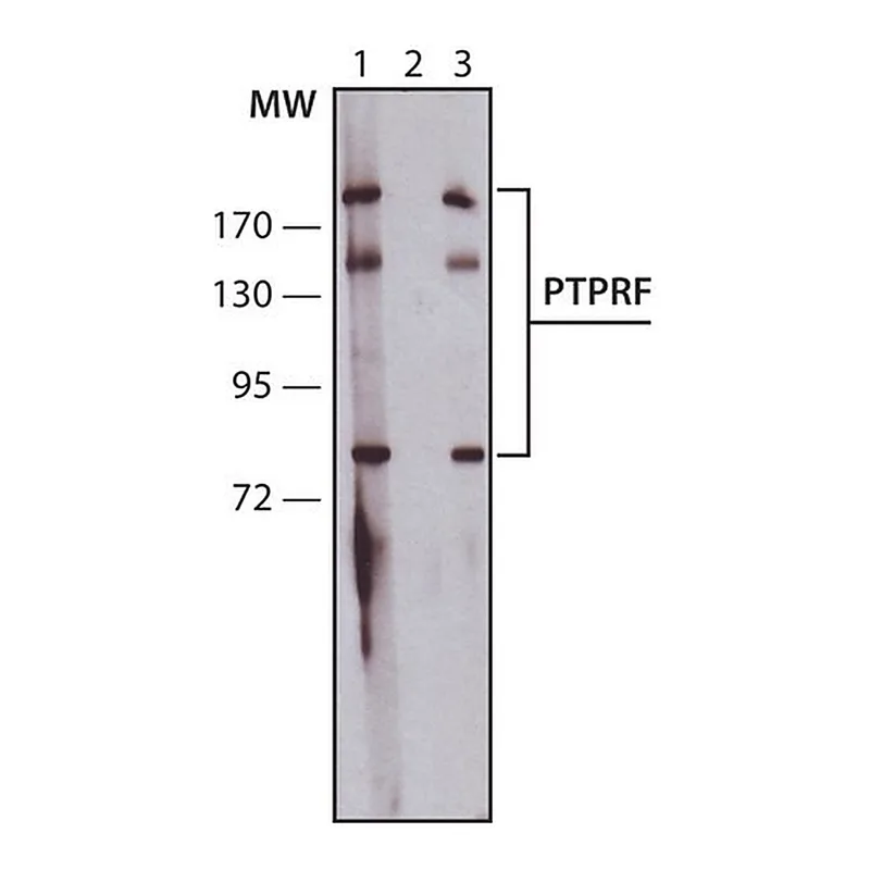 Merck Anti-PTPRF (C-terminal) antibody produced in rabbit