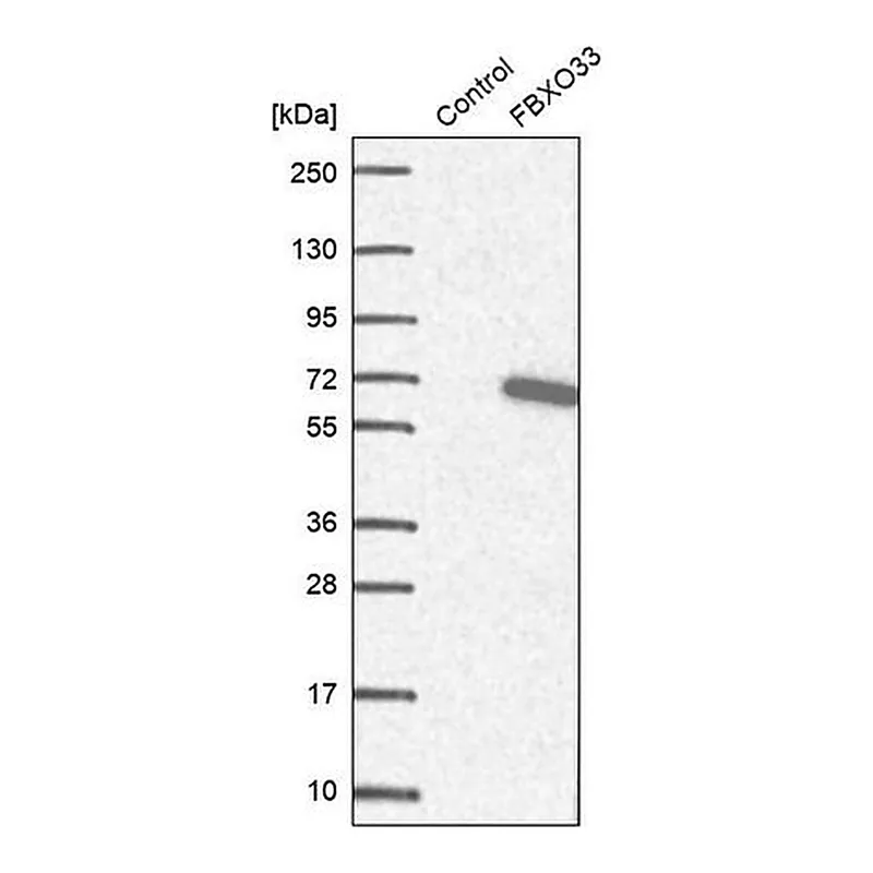 Merck Anti-FBXO33 antibody produced in rabbit