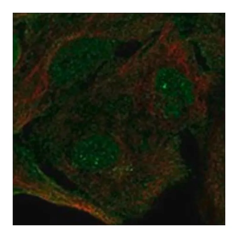 Merck Anti-SIPA1L3 antibody produced in rabbit