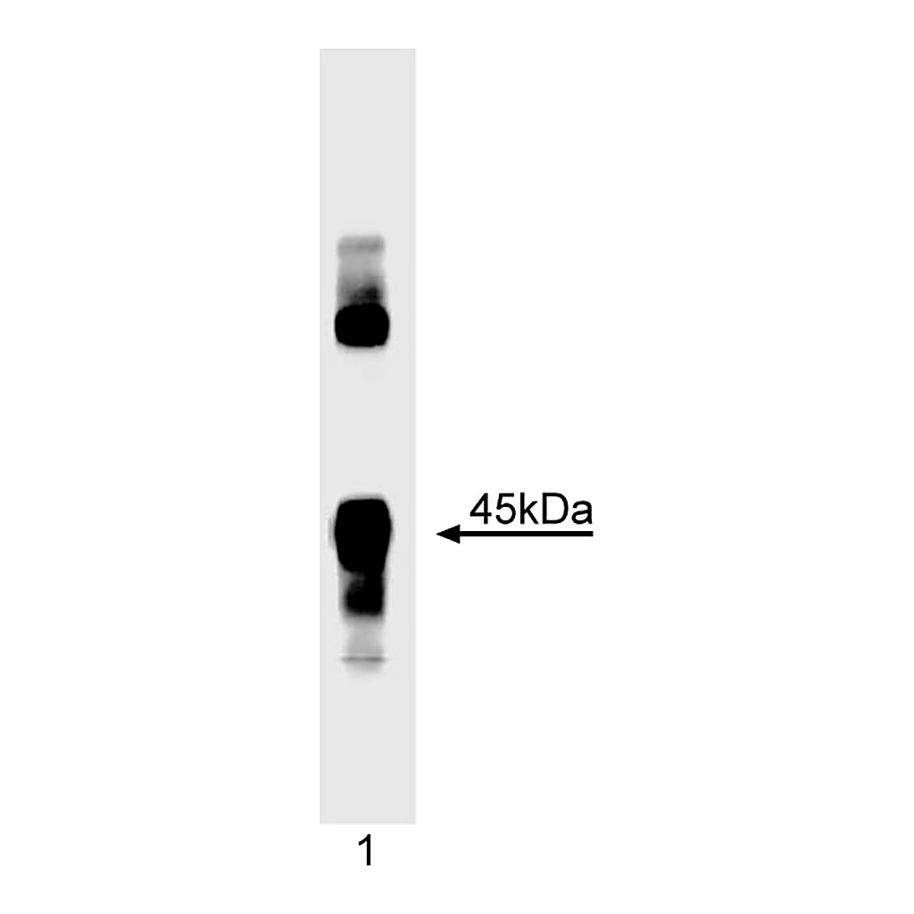 BD Purified Mouse Anti-MyoD