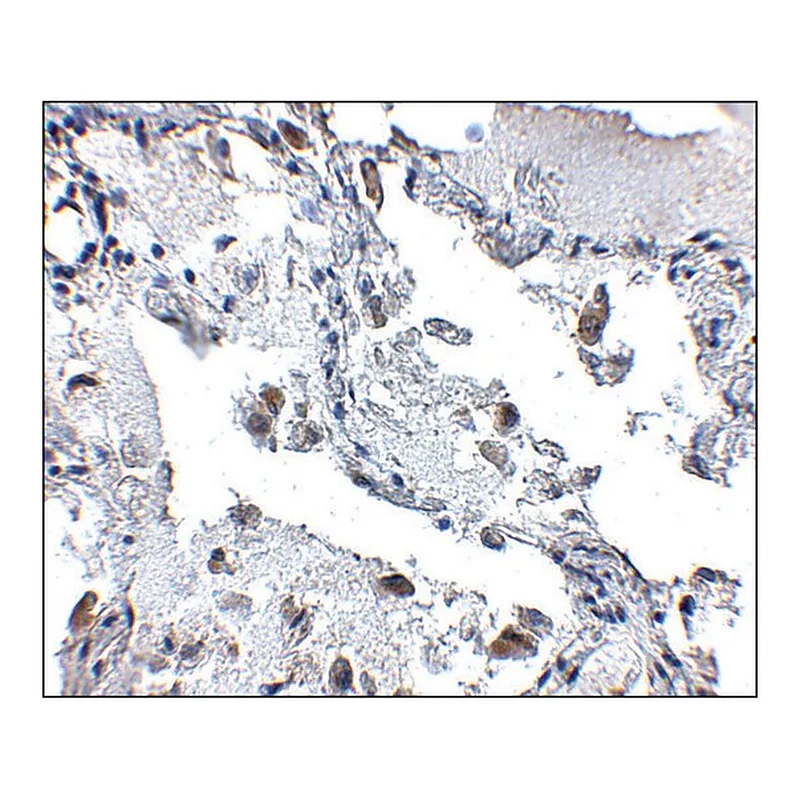 Merck Anti-SH3BP4 antibody produced in rabbit