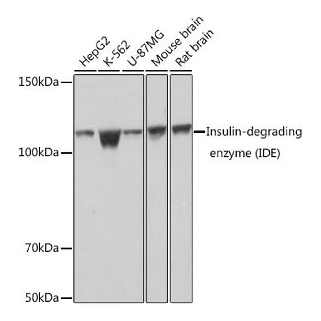 Merck Anti-Insulin-degrading enzyme (IDE) antibody produced in rabbit