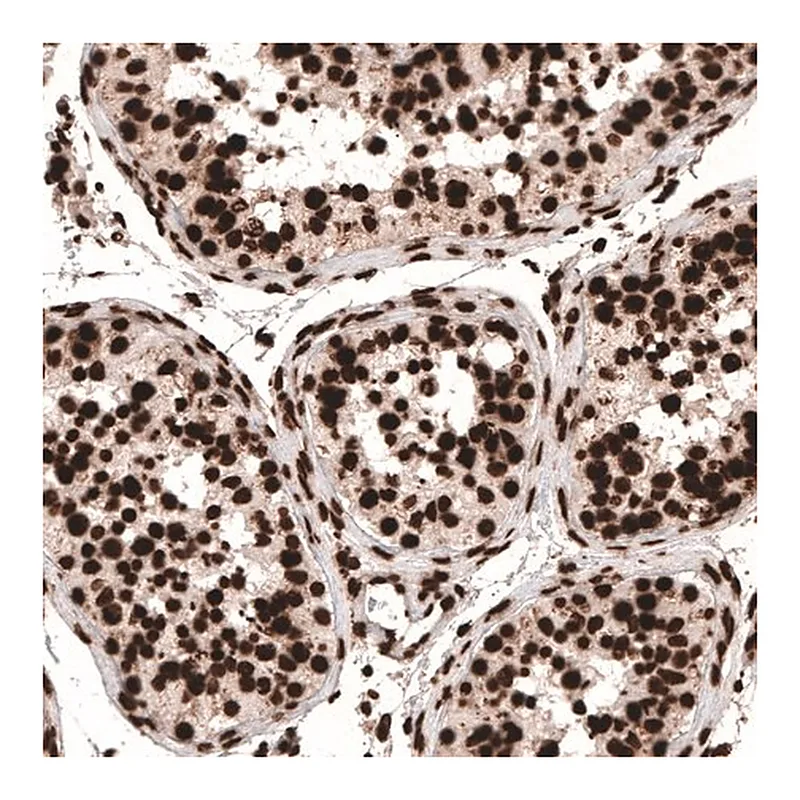 Merck Monoclonal Anti-HIST1H3A antibody produced in mouse