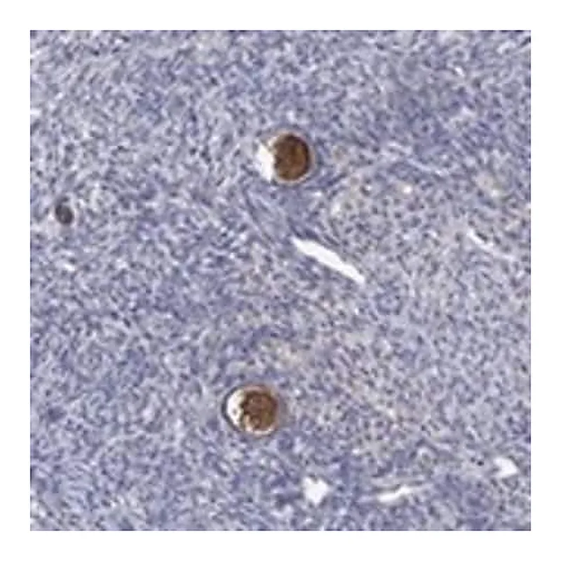 Merck Anti-DACT1 antibody produced in rabbit