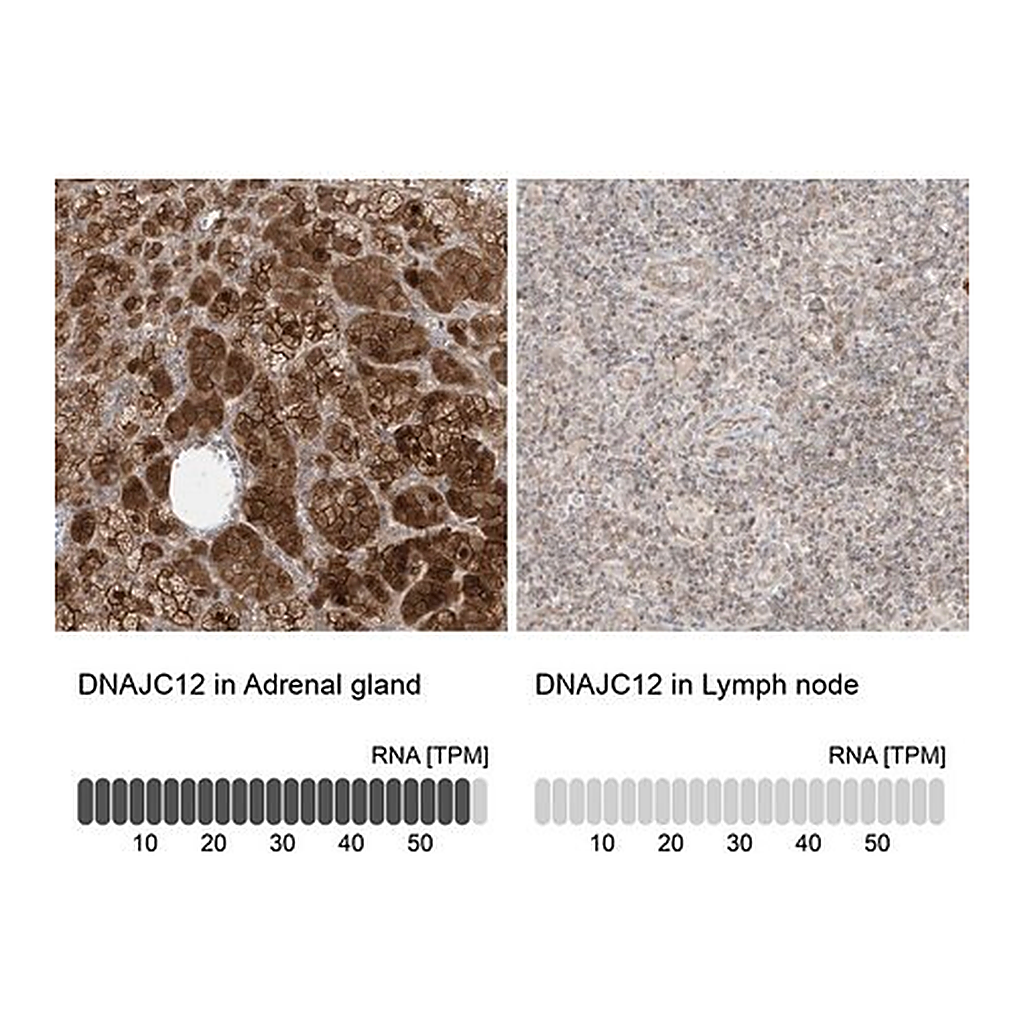 Merck Anti-DNAJC12 antibody produced in rabbit