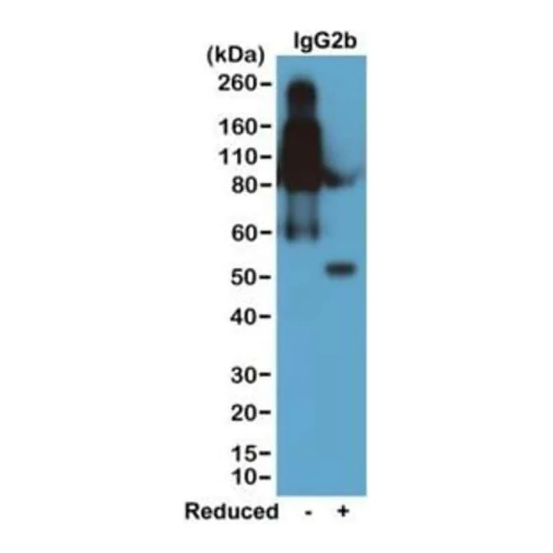 Thermo Fisher Scientific Rabbit anti-Mouse IgG2b Recombinant Secondary Antibody