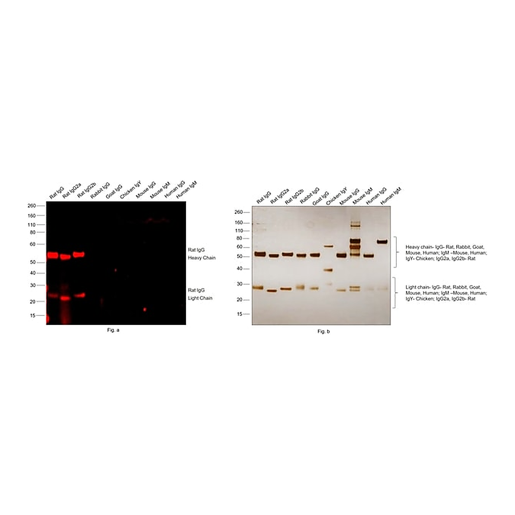 Thermo Fisher Scientific Goat anti-Rat IgG (H+L) Highly Cross-Adsorbed Secondary Antibody, Alexa Fluor Plus 594