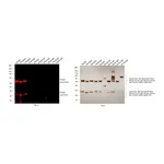 Thermo Fisher Scientific Goat anti-Rat IgG (H+L) Highly Cross-Adsorbed Secondary Antibody, Alexa Fluor Plus 594