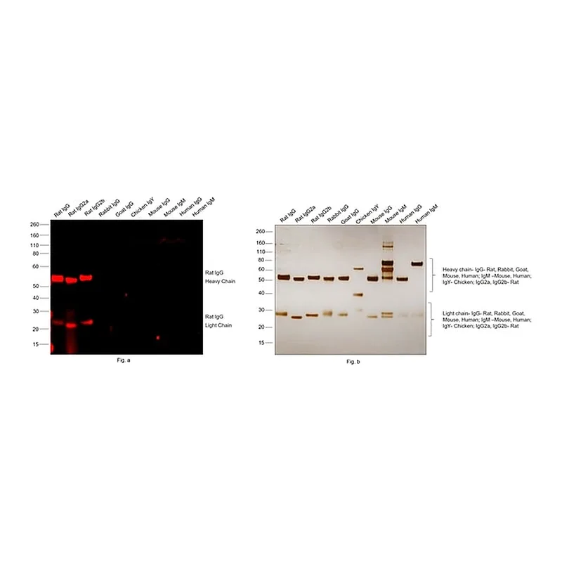 Thermo Fisher Scientific Goat anti-Rat IgG (H+L) Highly Cross-Adsorbed Secondary Antibody, Alexa Fluor Plus 594