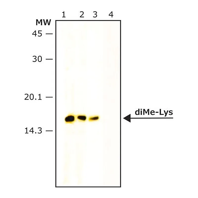 Merck Anti-dimethyl-Histone H3 (diMe-Lys9) antibody produced in rabbit