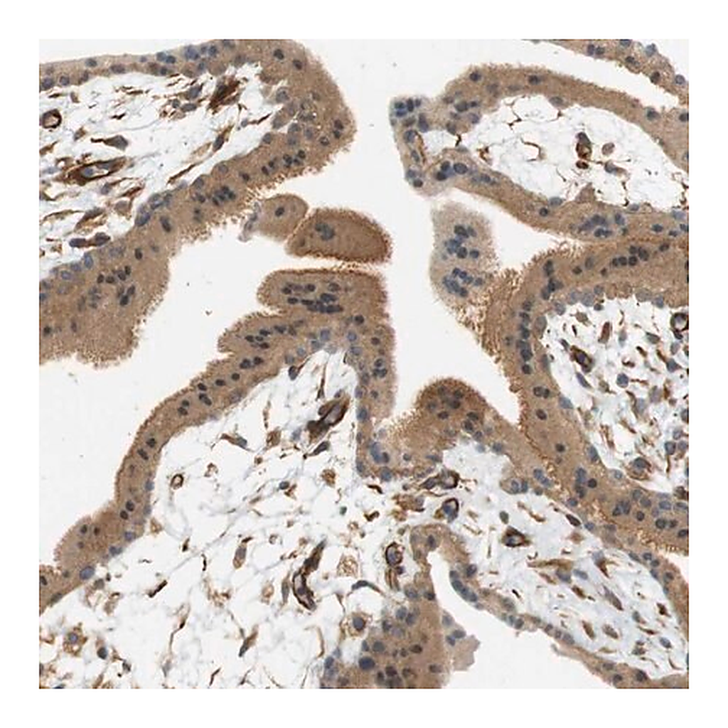 Merck Anti-CYTH3 antibody produced in rabbit