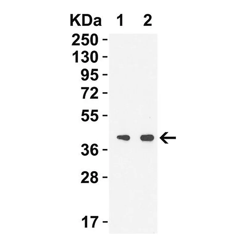 Merck Anti-SARS-CoV-2 (COVID-19) NSP15 antibody produced in rabbit
