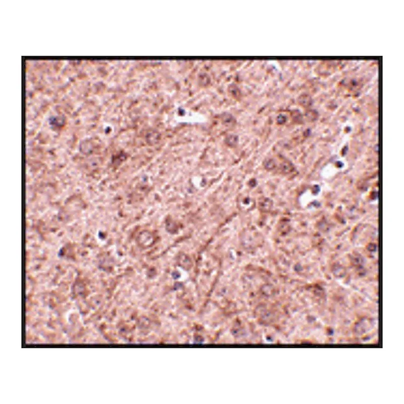 Merck Anti-LASS6 antibody produced in rabbit