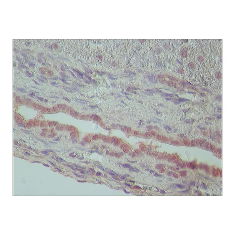 Merck Anti-TDP-43 antibody produced in rabbit