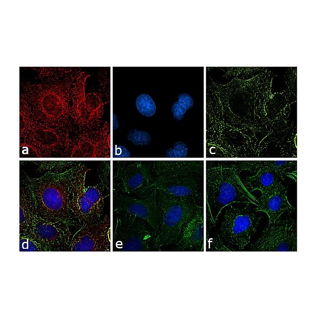 Thermo Fisher Scientific Chicken anti-Rat IgG (H+L) Cross-Adsorbed Secondary Antibody, Alexa Fluor 647