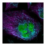 Thermo Fisher Scientific Donkey anti-Mouse IgG (H+L) Highly Cross-Adsorbed Secondary Antibody, Alexa Fluor Plus 405