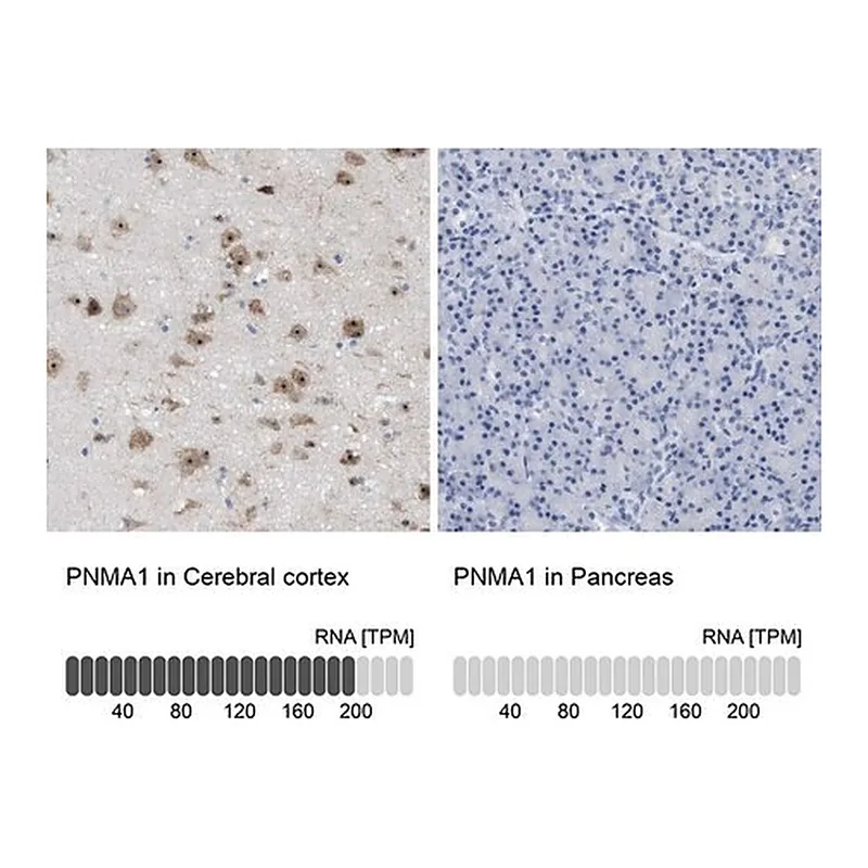 Merck Anti-PNMA1 antibody produced in rabbit