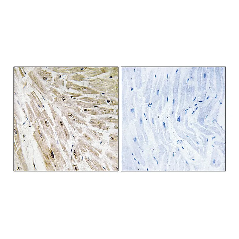 Merck Anti-RPL22 antibody produced in rabbit