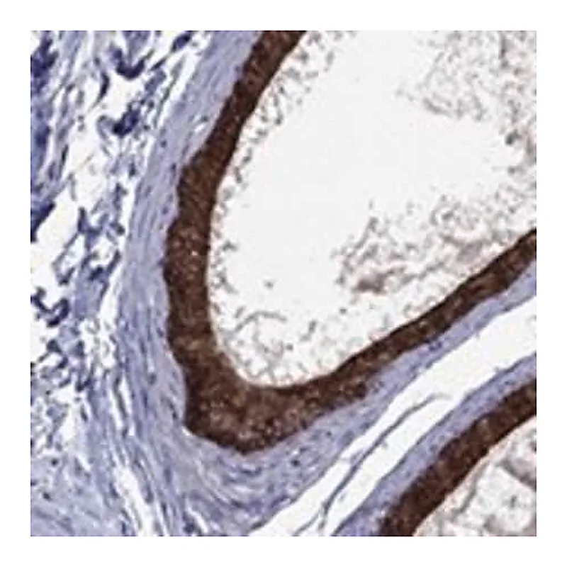 Merck Anti-FURIN antibody produced in rabbit