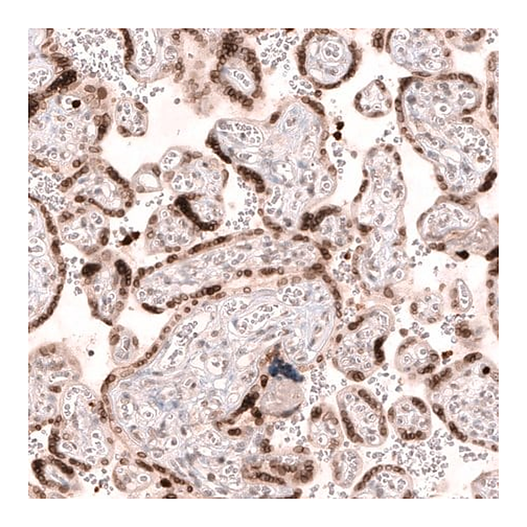 Merck Anti-NUP54 antibody produced in rabbit