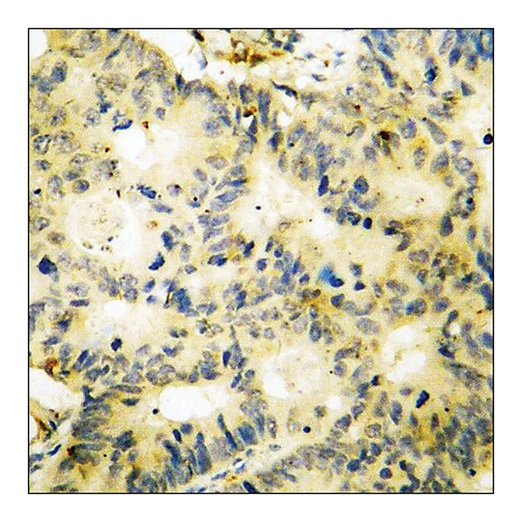 Merck Anti-phospho-SYK (pTyr348) antibody produced in rabbit