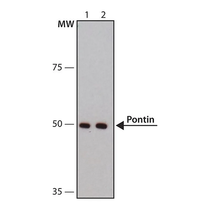 Merck Anti-Pontin antibody, Mouse monoclonal