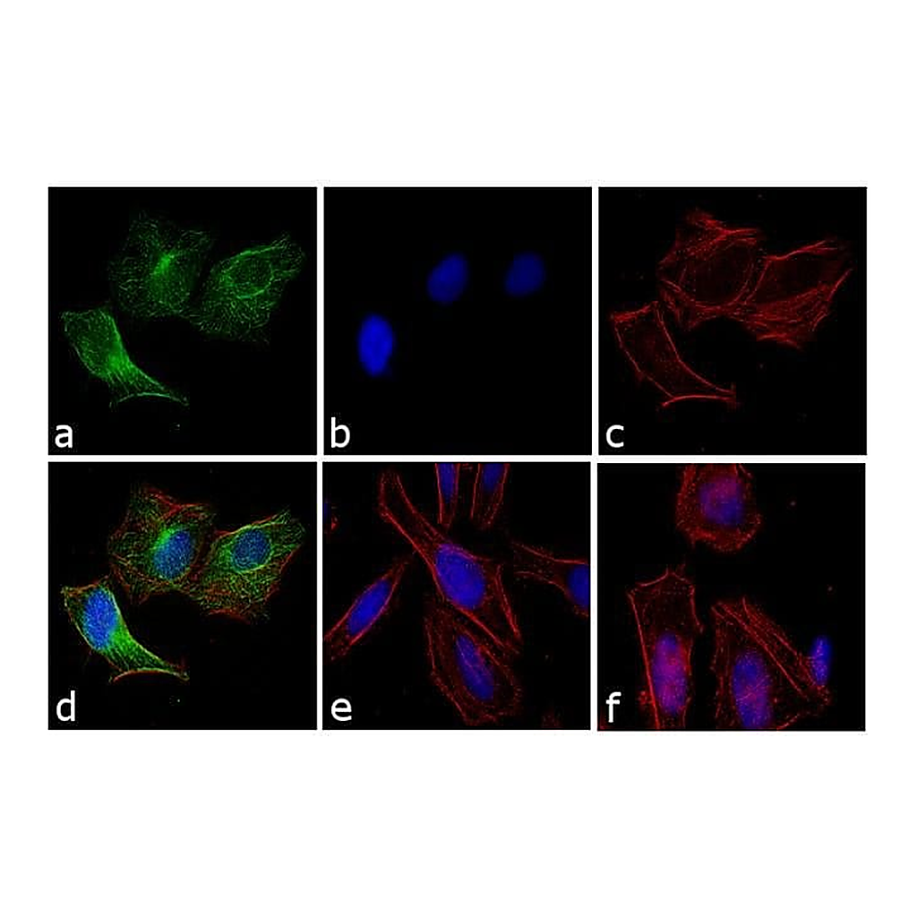 Thermo Fisher Scientific Goat anti-Rabbit IgG (H+L) Highly Cross-Adsorbed Secondary Antibody, Oregon Green 488