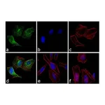 Thermo Fisher Scientific Goat anti-Rabbit IgG (H+L) Highly Cross-Adsorbed Secondary Antibody, Oregon Green 488