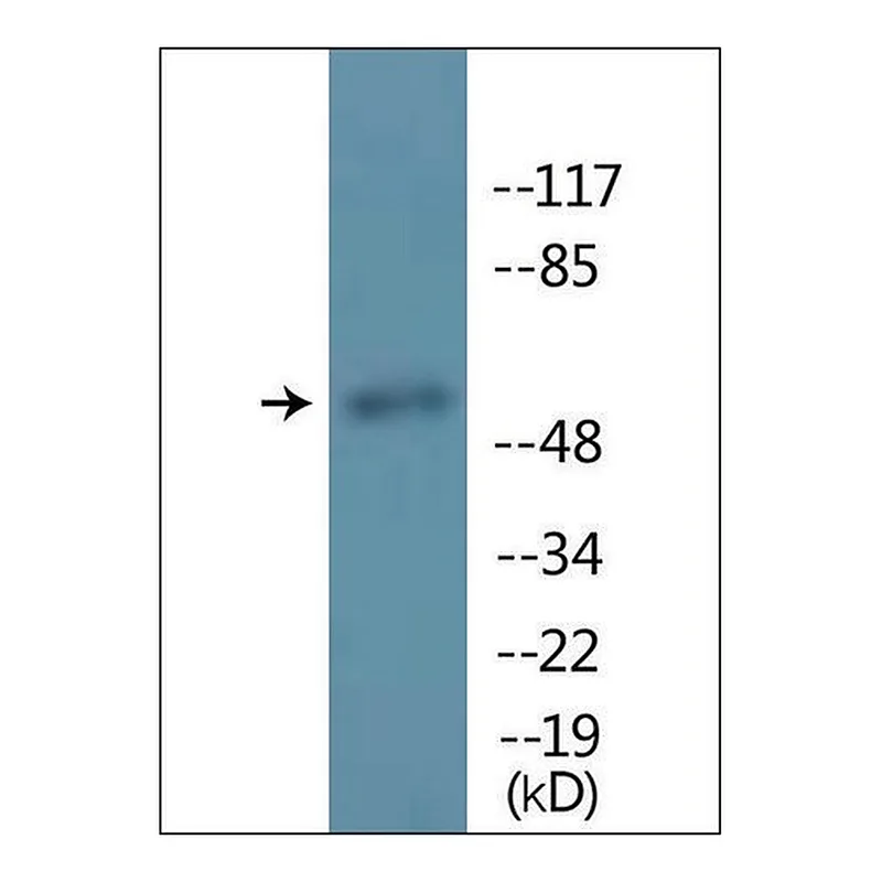 Merck Anti-phospho-MITF (pSer180/73) antibody produced in rabbit