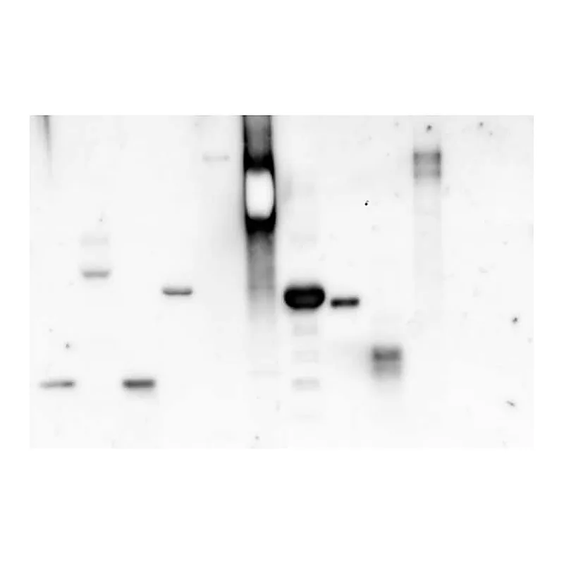 Merck Concanavalin A from Canavalia ensiformis (Jack bean)