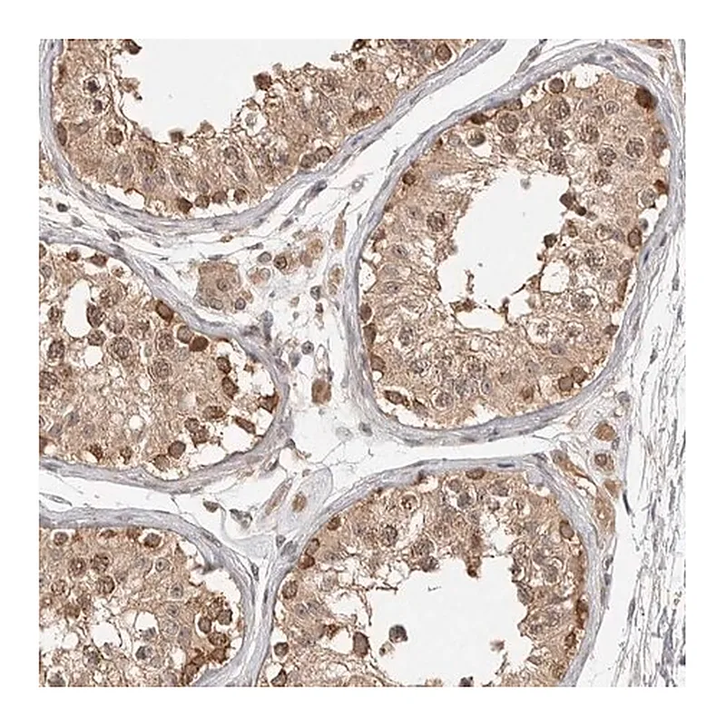 Merck Anti-ASPSCR1 antibody produced in rabbit
