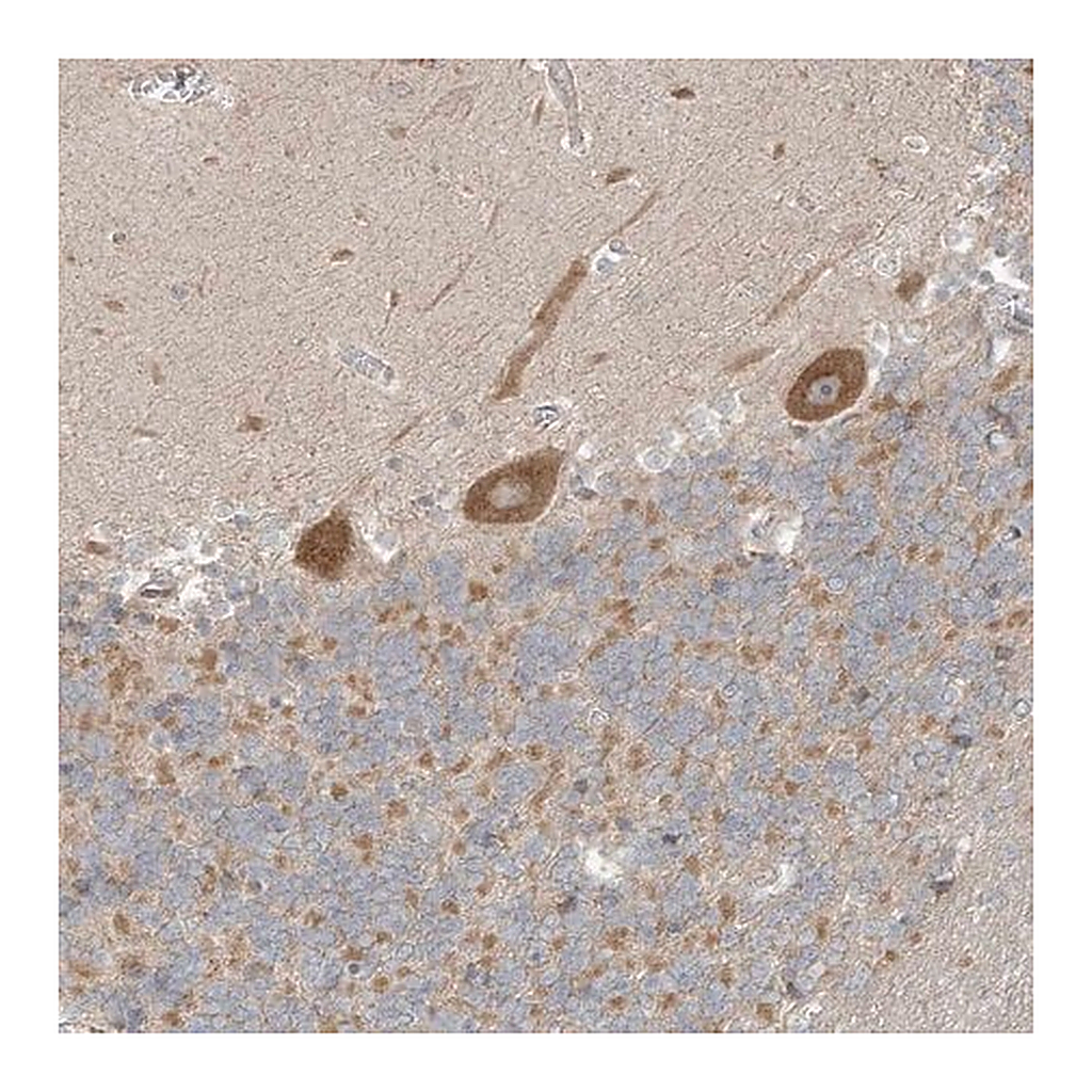 Merck Anti-NPPC antibody produced in rabbit