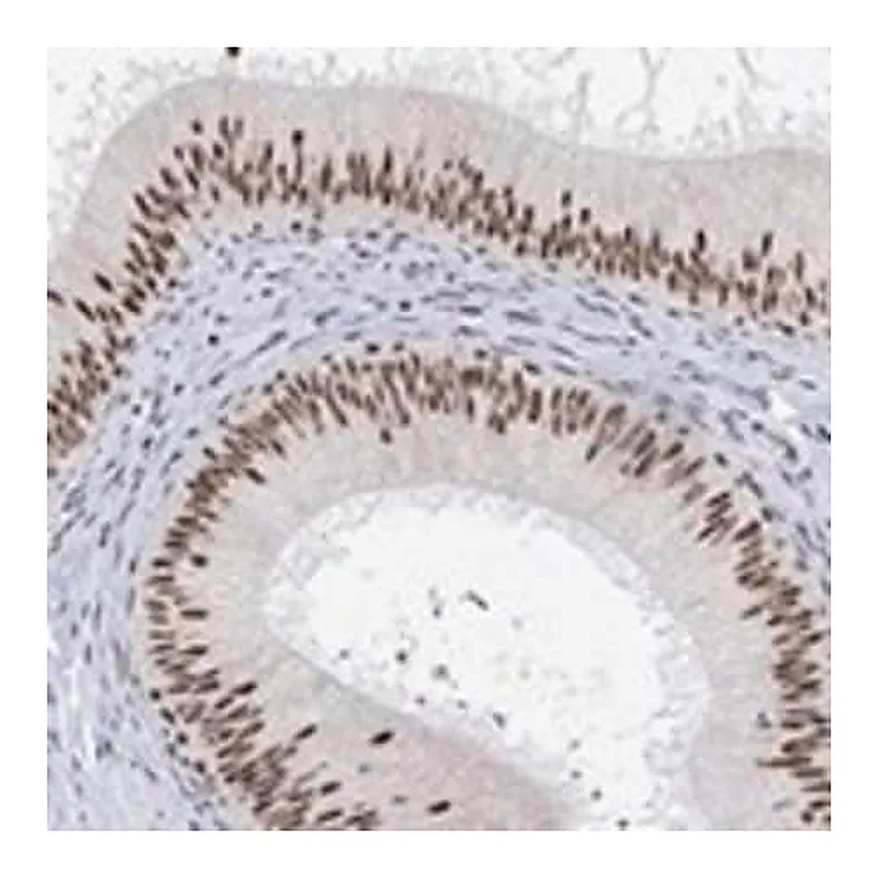 Merck Anti-USP39 antibody produced in rabbit