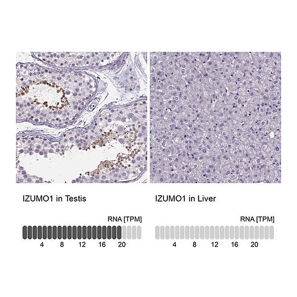 Merck Anti-IZUMO1 antibody produced in rabbit