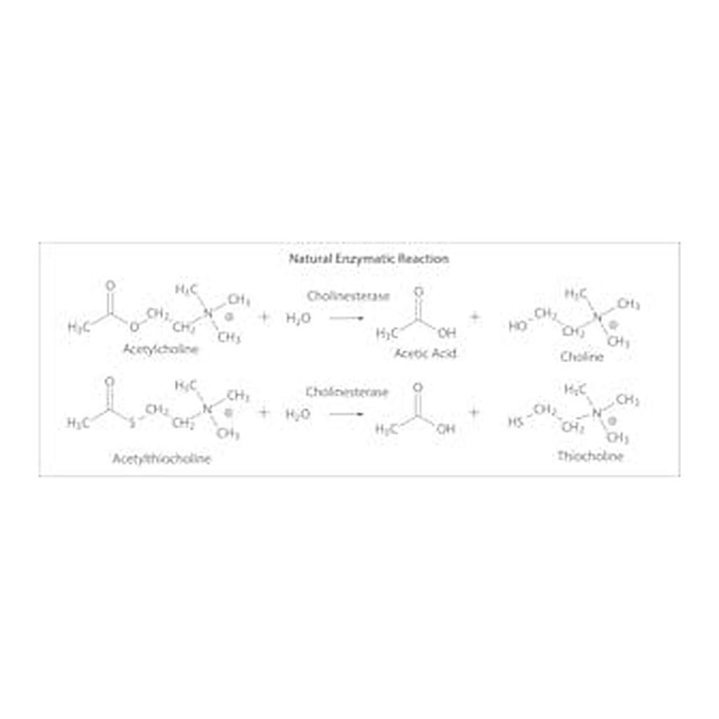 Merck BUTYRYLCHOLINESTERASE FROM EQUINE SERUM
