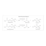 Merck BUTYRYLCHOLINESTERASE FROM EQUINE SERUM