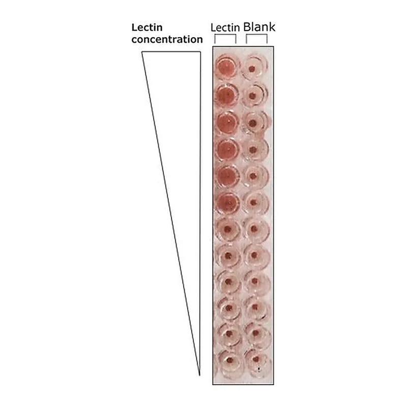 Merck Lectin from Phaseolus vulgaris (red kidney bean)