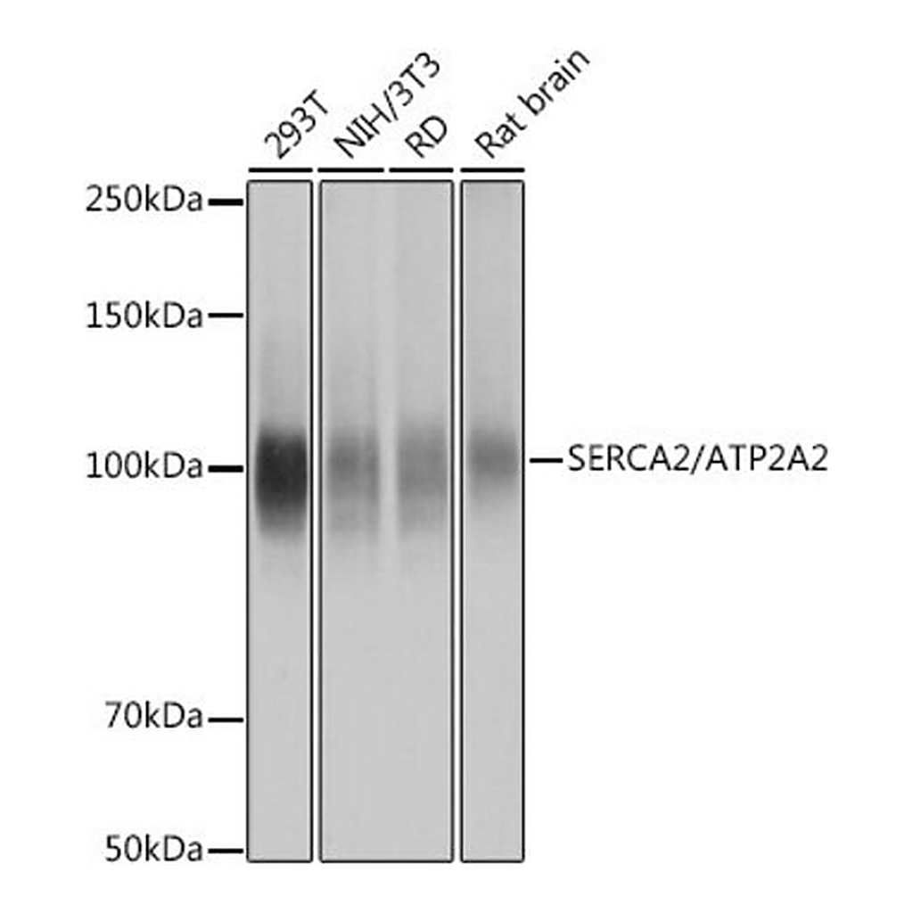 Merck Anti-SERCA2/ATP2A2 antibody produced in rabbit